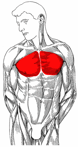 Anatomia