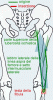 Clicca l'immagine per ingrandirla. 

Nome: bicipite-femorale.gif 
Visualizzazioni: 910 
Dimensione: 18.5 KB 
ID: 12545