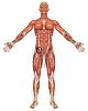Clicca l'immagine per ingrandirla. 

Nome: 10474826-un-esempio-della-vista-frontale-dell-39-anatomia-maschile-muscolare-molto-educativo-e-d.jpg 
Visualizzazioni: 807 
Dimensione: 65.2 KB 
ID: 12887