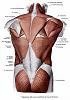 Clicca l'immagine per ingrandirla. 

Nome: muscoli_dello_strato_superficiale_del_dorso.jpg 
Visualizzazioni: 2095 
Dimensione: 20.5 KB 
ID: 14720