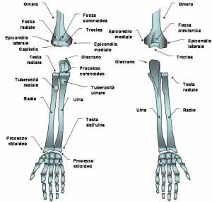 Anatomia scheletrica del braccio