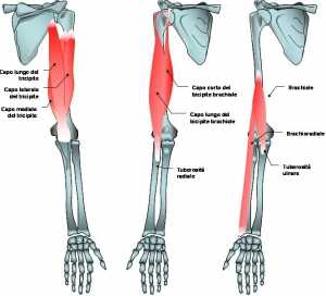 Anatomia muscolare del braccio