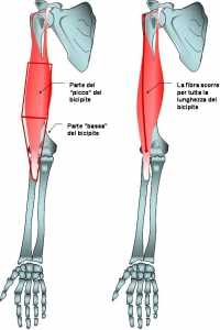 Anatomia del bicipite