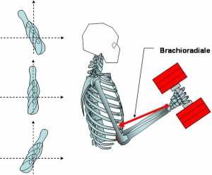 Il brachioradiale