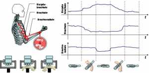 Coordinazione dei flessori dell’avambraccio