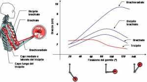 Muscoli del braccio in azione