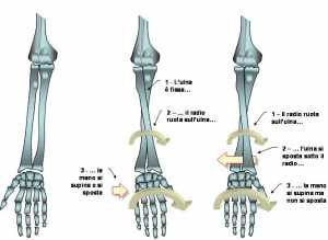 Pronazione della mano destra supina 
