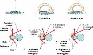 Pronazione e supinazione