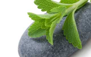 Stevia