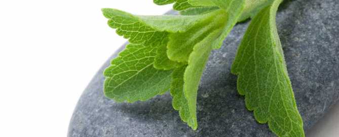 Stevia