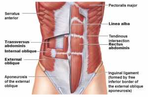 Il muscoli dell'addome