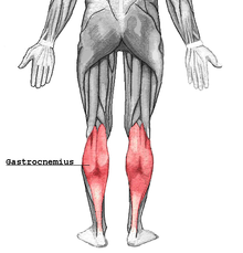 Muscolo gastrocnemio